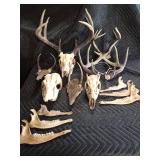 Deer antlers and skulls