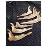 Deer antlers and skulls