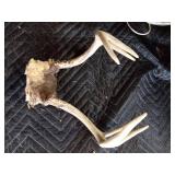 Deer antlers and skulls