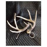 Deer antlers and skulls
