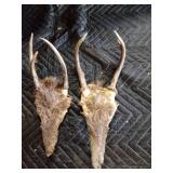 Deer antlers and skulls