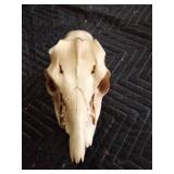 Deer antlers and skulls