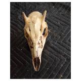Deer antlers and skulls