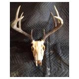Deer antlers and skulls