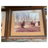 Buffalo framed pictures and book...