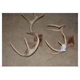 (2) Sets of deer antlers...