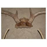 (2) Sets of deer antlers...