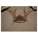 (2) Sets of deer antlers...