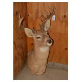 Deer shoulder mount...