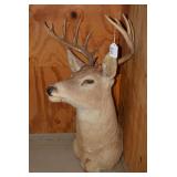Deer shoulder mount...