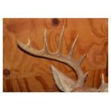 Deer shoulder mount...