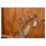 Deer shoulder mount...