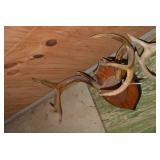 (2) Sets of deer antlers, one mount...