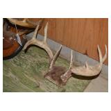 (2) Sets of deer antlers, one mount...