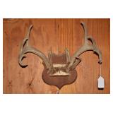 Mounted deer antlers...