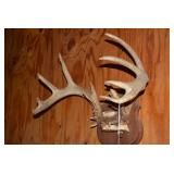 Mounted deer antlers...