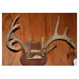 Mounted deer antlers...