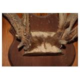 Mounted deer antlers...