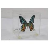 Framed Butterfly Specimen in Acrylic Display Block