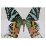 Framed Butterfly Specimen in Acrylic Display Block