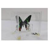 Framed Butterfly Specimen in Acrylic Display Block