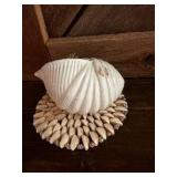 Shell W/ Plant & Shell May