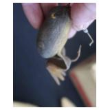 VINTAGE DECOYS & TACKLE