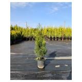 Emerald Green Arborvitae 2