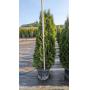 Emerald Green Arborvitae Tree Sale