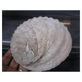 Abalone Shell, Coral