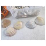 (BR3) Container of Seashells and Ce...