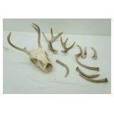 Skull and Antlers