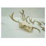 Skull and Antlers