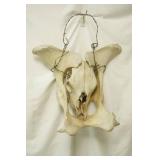Skull and Hip Bones Wall Decor