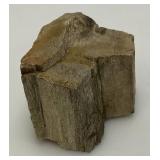 Petrified Wood 2 1/2" x 3" x 4"