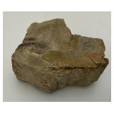 Petrified Wood 2 1/2" x 3" x 4"