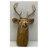 Very Old 7 Point Buck Mount He Is Rough And One Eyed