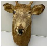 Very Old 7 Point Buck Mount He Is Rough And One Eyed