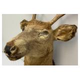 Very Old 7 Point Buck Mount He Is Rough And One Eyed