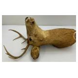Very Old 7 Point Buck Mount He Is Rough And One Eyed