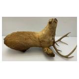 Very Old 7 Point Buck Mount He Is Rough And One Eyed