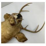 Very Old 7 Point Buck Mount He Is Rough And One Eyed