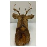 Very Old 7 Point Buck Mount He Is Rough And One Eyed