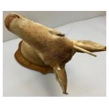 Very Old Spike Deer Mount