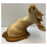 Very Old Spike Deer Mount