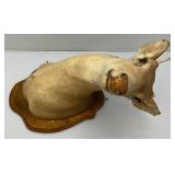 Very Old Spike Deer Mount