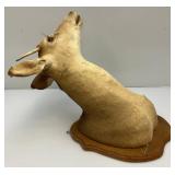 Very Old Spike Deer Mount
