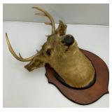 Older 10 Point Buck mount