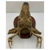 Older 10 Point Buck mount