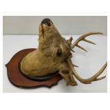Older 10 Point Buck mount
